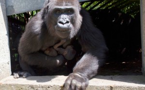 gorillas1