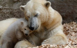 polar_bear_children2